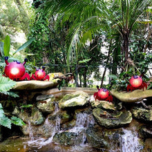 Lade das Bild in den Galerie-Viewer, Crusty - Borowski