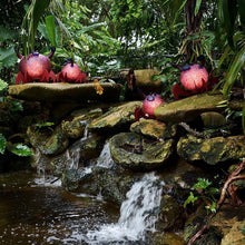 Lade das Bild in den Galerie-Viewer, Crusty - Borowski